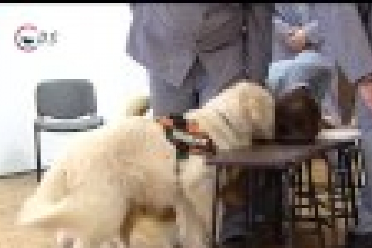 Kutyák segítenek a raboknak- DSTV videóval