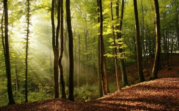 Erdők Hete országszerte 150 helyszínen