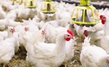 Nébih: Bács-Kiskun vármegyében ismét igazolták a madárinfluenzát