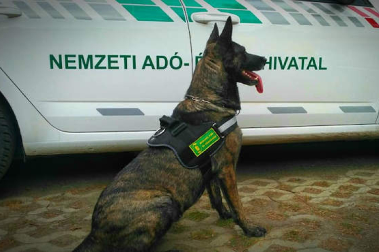 Keresőmunkára kiképezhető kutyákat vásárol a NAV