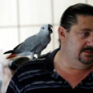 Papagáj-kiállítás