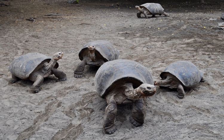 Kihalt galápagosi óriásteknősfajok rokonainak felkutatására indul expedíció 
