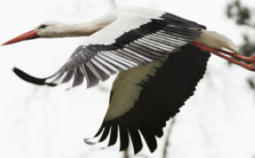 Megölték és megették Egyiptomban a magyar jeladó gólyát