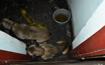 Állatkínzás - Sanyarú körülmények között tartották a kutyákat
