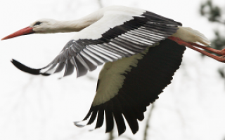Megölték és megették Egyiptomban a magyar jeladó gólyát