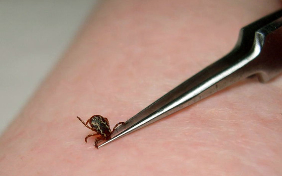 Itt a nyár, ezzel együtt jön a kullancsveszély is.