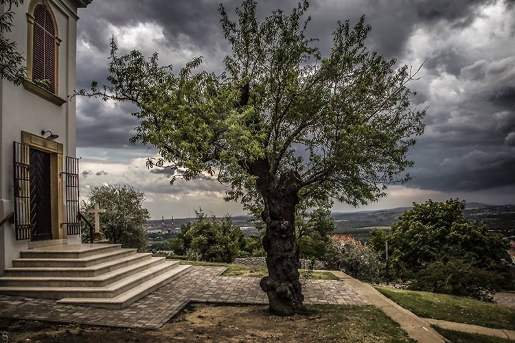 Pécsi fa képviseli Magyarországot az Európa fája versenyen