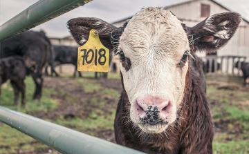 Világrekordot jelentő áron árvereztek el egy brit tehenet