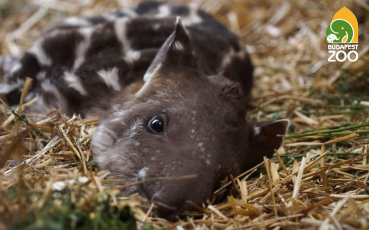 Már lehet szavazni a fővárosi állatkertben született tapír nevére - VIDEÓ
