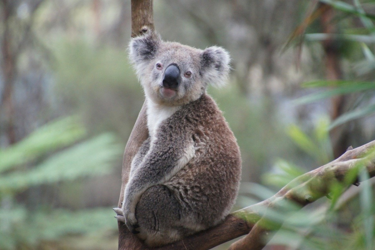 A koalabérlés betiltását követelik ausztrál állatvédők