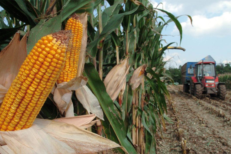 Sártenger a mezőgazdasági területeken