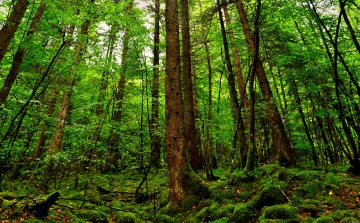 Elkészült a nemzeti erdőstratégia tervezete