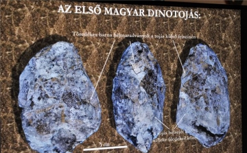Világszenzáció! Azonosították az első magyarországi dinoszaurusztojás-leletet