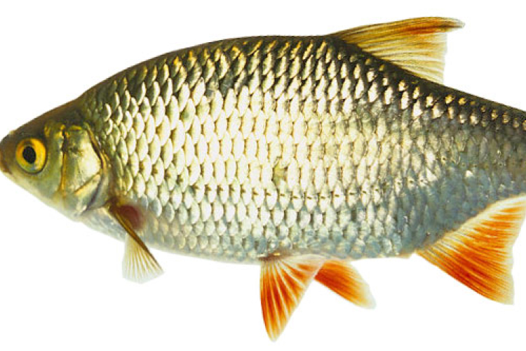 Pecások határideje